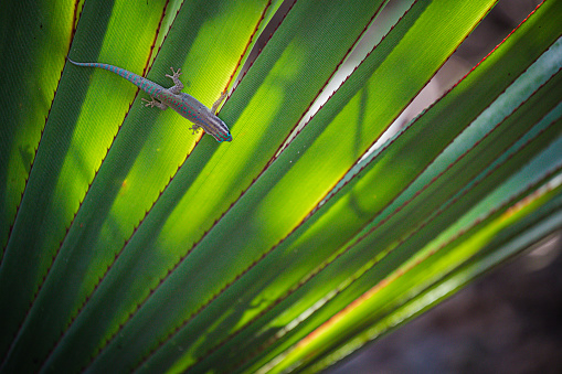 Gecko diurne orné de l’île Maurice, Phelsuma ornata