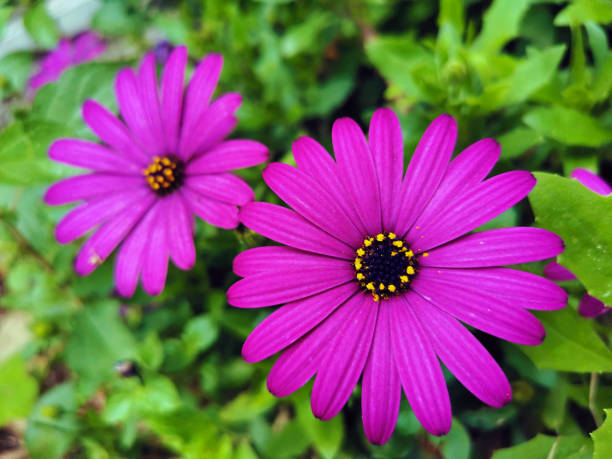 istock Purple gerberas on a green background 1492071358