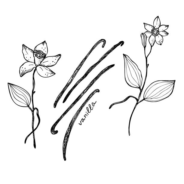 istock Vanilla. Flower and sticks of vanilla plant. Set with Isolated pods, vector image. Fragrant spices illustration. Drawn by hand. Doodle sketch. Design element.illustration. Vector art illustration 1492071359