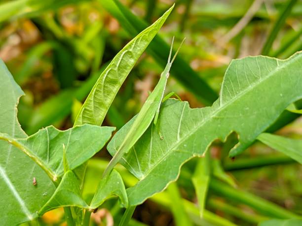 istock Green grasshopper on a green leaf that caterpillars eat 1492072136
