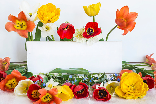 muticolored spring tulips and narcissus on white wooden background, copy space