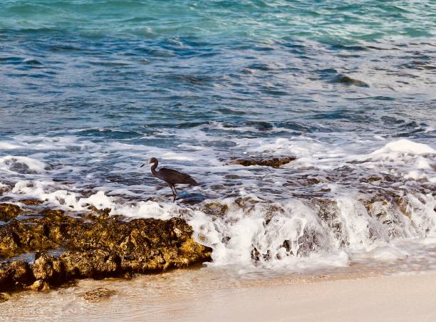 istock Caribbean Black Herron Hanging Out In The Surf 1492075850