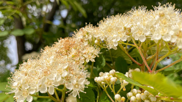istock beautifully blooming mountain ash on a warm spring day 1492075968