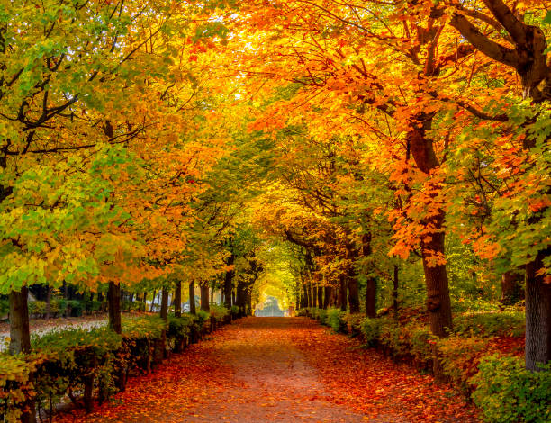 istock Autumn foliage in Vienna park, Austria 1492076933