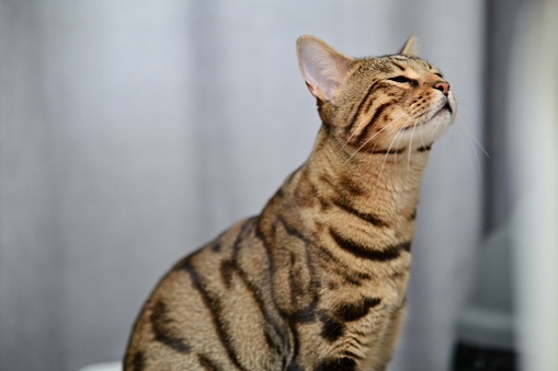 Close-up profile shot of a cat