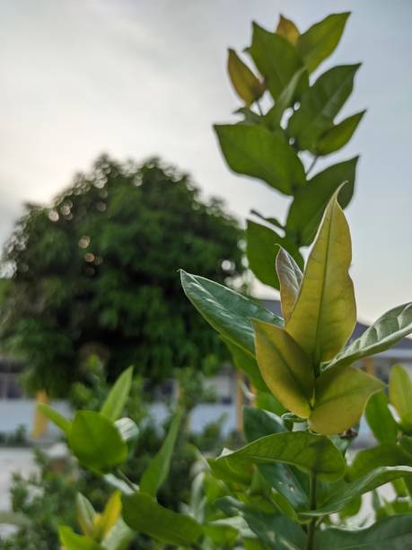 istock needle flower leaves or ashoka flowers 1492078381