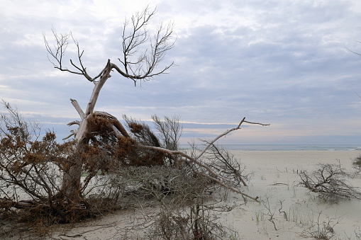 A weathered and dead tree very close to the waterline overlooking the Atlantic Ocean