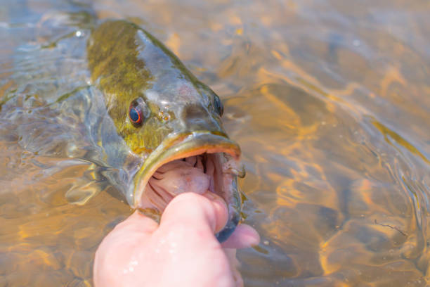 segurando o robalo grande pela boca na água, peixes de água doce - smallmouth bass fotos - fotografias e filmes do acervo