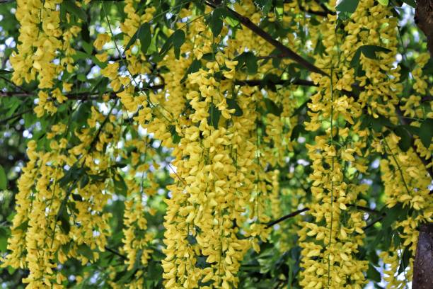 Closed up beauty Laburnum Laburnum bright yellow laburnum flowers in garden golden chain tree image stock pictures, royalty-free photos & images