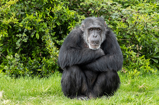 Portrait of a male common chimpanzee (Pan troglodytes).