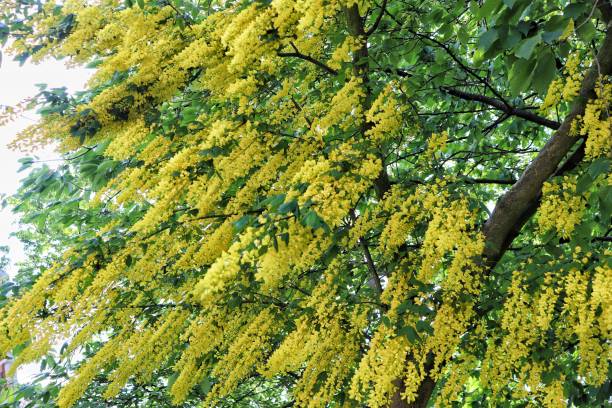 Beauty Laburnum flowers Laburnum bright yellow laburnum flowers in garden golden chain tree image stock pictures, royalty-free photos & images