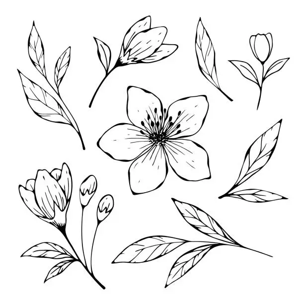 Vector illustration of Vector, black and white drawing of an almond flower, a bud and a twig with leaves.