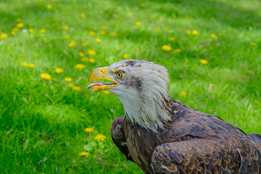 Close-up of a large eagle. eagle gaze nearby . Green grass in the background.