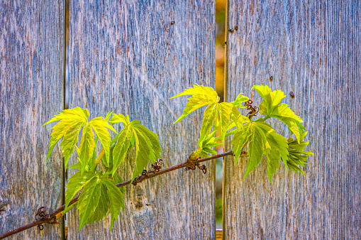A vine sprouts fresh green leaves as it grows on a wooden fence on Cape Cod.