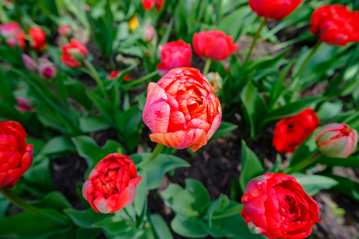Red tulips are blooming in the garden. Tulip flower with beautiful red petals. An early spring.