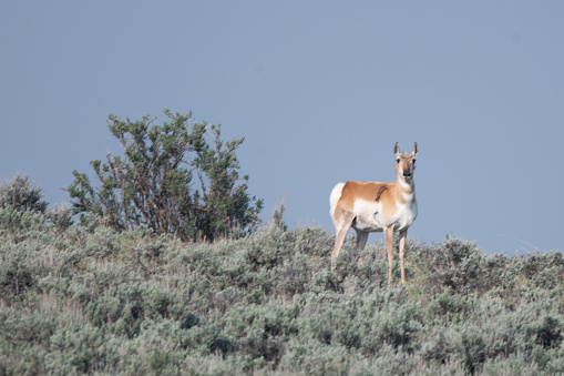 Antelope or pronghorn standing on hill in central Montana, in western USA of North America.