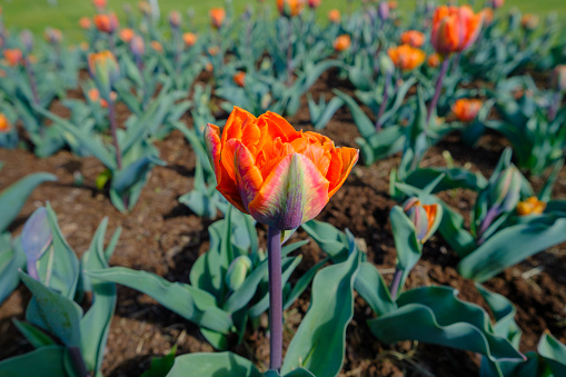 Orange tulips are blooming in the garden. Tulip flower with beautiful orange petals. An early spring.
