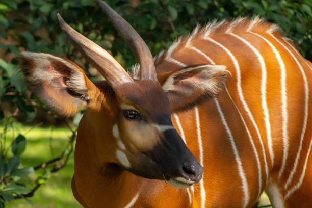 Bongo Close-up of Head and Horns and Stripes