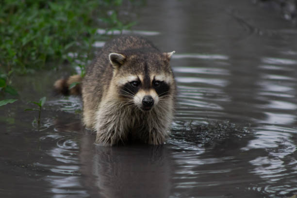 istock Raccoon washing up in puddle 1492084098