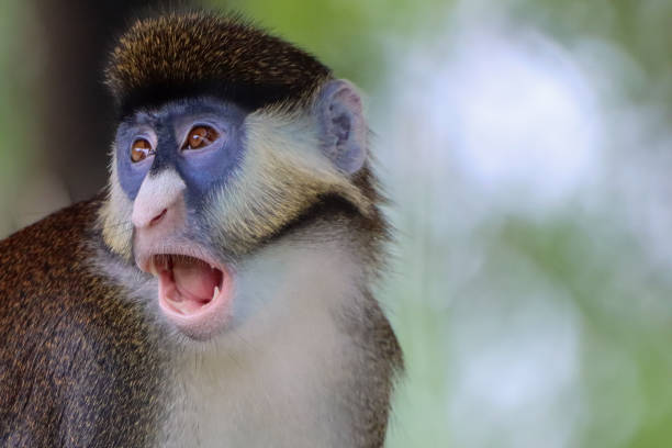 istock Schmidt's Red-Tailed Guenon Monkey Mouth Open 1492084107