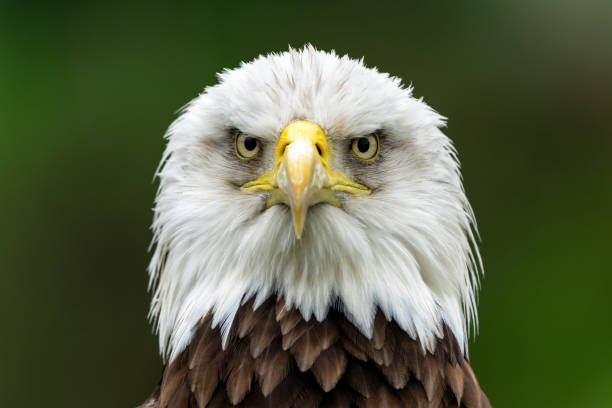istock Portrait of an Bald eagle or American eagle 1492084367