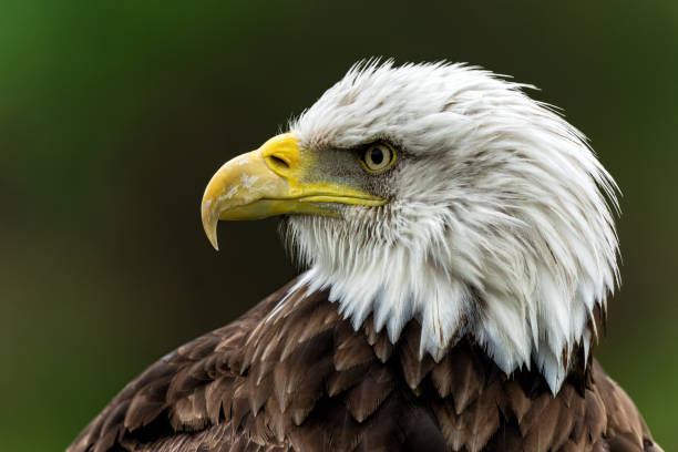 istock Portrait of an Bald eagle or American eagle 1492084417