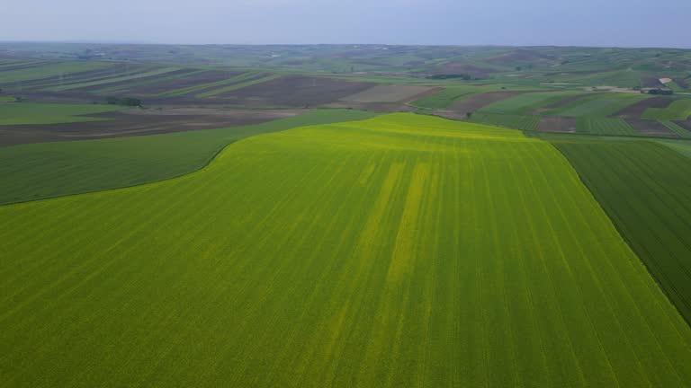 Drone flight over a giant canola field, Rapeseed Canola Fields, Blooming with beautiful yellow rapeseed flowers, Canola planted field, Large farmland