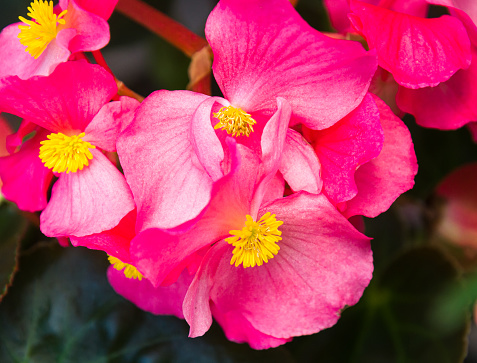 Close up of the yellow pistils of a pink  begonia blossom