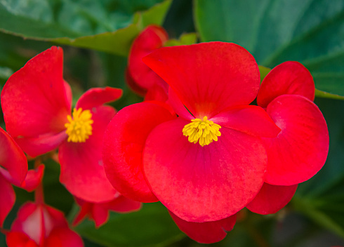 Close up of the yellow pistils of a red begonia blossom