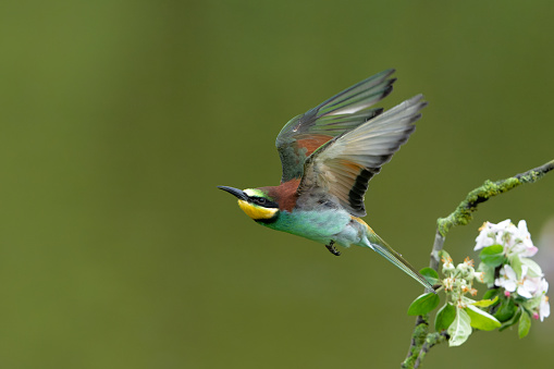 European bee-eater (Merops apiaster) in flight in Gelderland in the Netherlands.