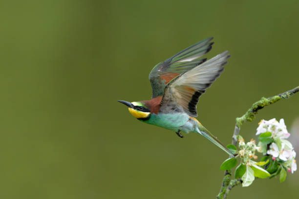 European bee-eater  in flight stock photo