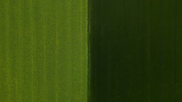 Aerial drone view of roads between and crop fields of all shades of green, Wheat and canola fields side by side, Modern countryside landscape
