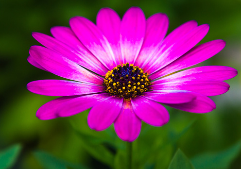 Close up of a purple osteospermum showing pollen in its center.