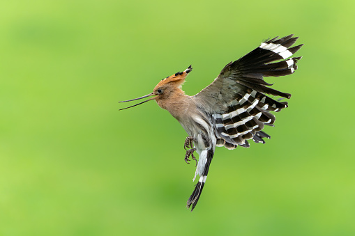 Eurasian hoopoe (Upupa epops) flying while searching for food in a meadow in the Netherlands