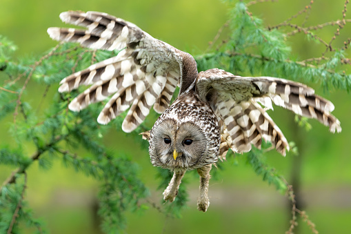 Ural owl (Strix uralensis) flying in the meadow in Gelderland in the Netherlands