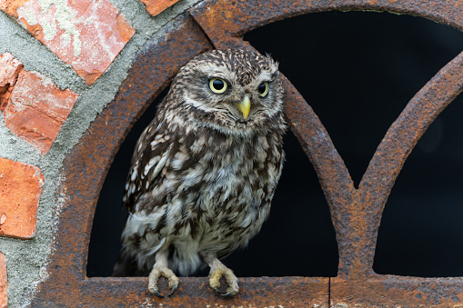 Little owl (Athene noctua) sitting in a window of a barn in Gelderland in te Netherlands