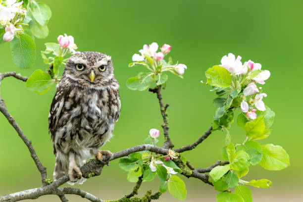 Little owl  sitting on a branch of an apple tree