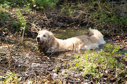 A dog, a Golden Retriever, is swimming in a muddy puddle. Hot summer.