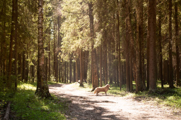 istock Dog walk, golden retriever in the summer forest. 1492086029