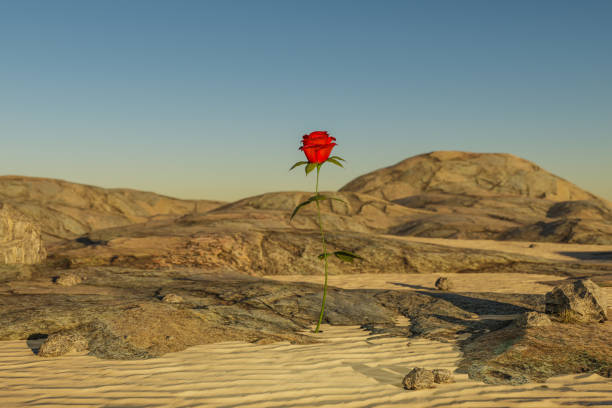 istock single rose growing in desert environment; arid dry concept; 3D Illustration 1492086127