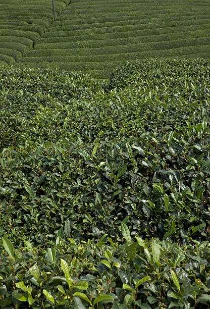 tea leaves stock photo