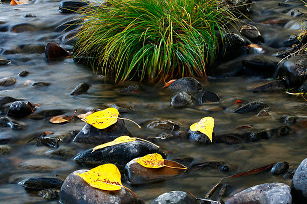Yellow Leaves in a Stream stock photo