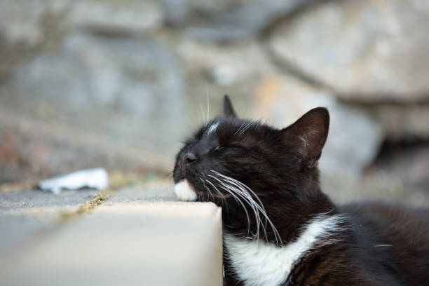 The cat is a domestic species of small carnivorous mammal. It is the only domesticated species in the family Felidae and is commonly referred to as the domestic cat or house cat to distinguish it from the wild members of the family.