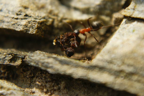 istock Unprocessed close up of an ant with food 1492089317