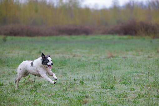A white and black dog happily running through a meadow in springtime. The meadow is covered in morning dew