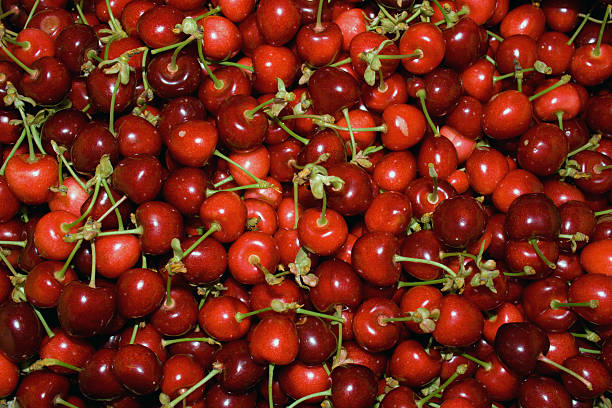 Ripe berries of a sweet cherry stock photo