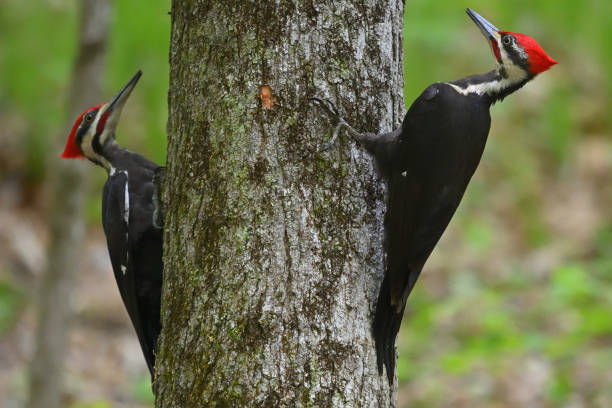 istock Pileated woodpeckers squaring off, close-up 1492091373