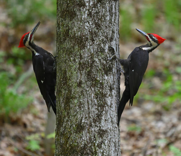 istock Pileated woodpeckers on opposite sides of tree 1492091888