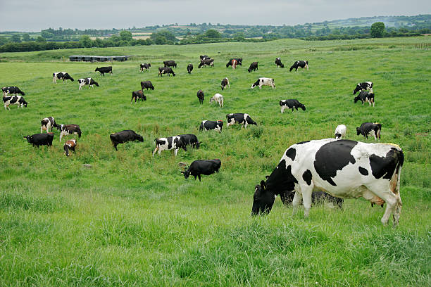 Freisian daisy cows stock photo