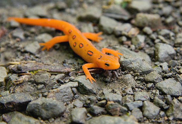 Macro Red-Spotted Newt resting on rocky pebble surface Close-up of Red Spotted Eastern Newt (Red Eft) or salamander. salamander stock pictures, royalty-free photos & images